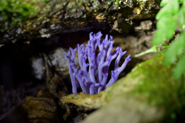 Ramariopsis pulchella
