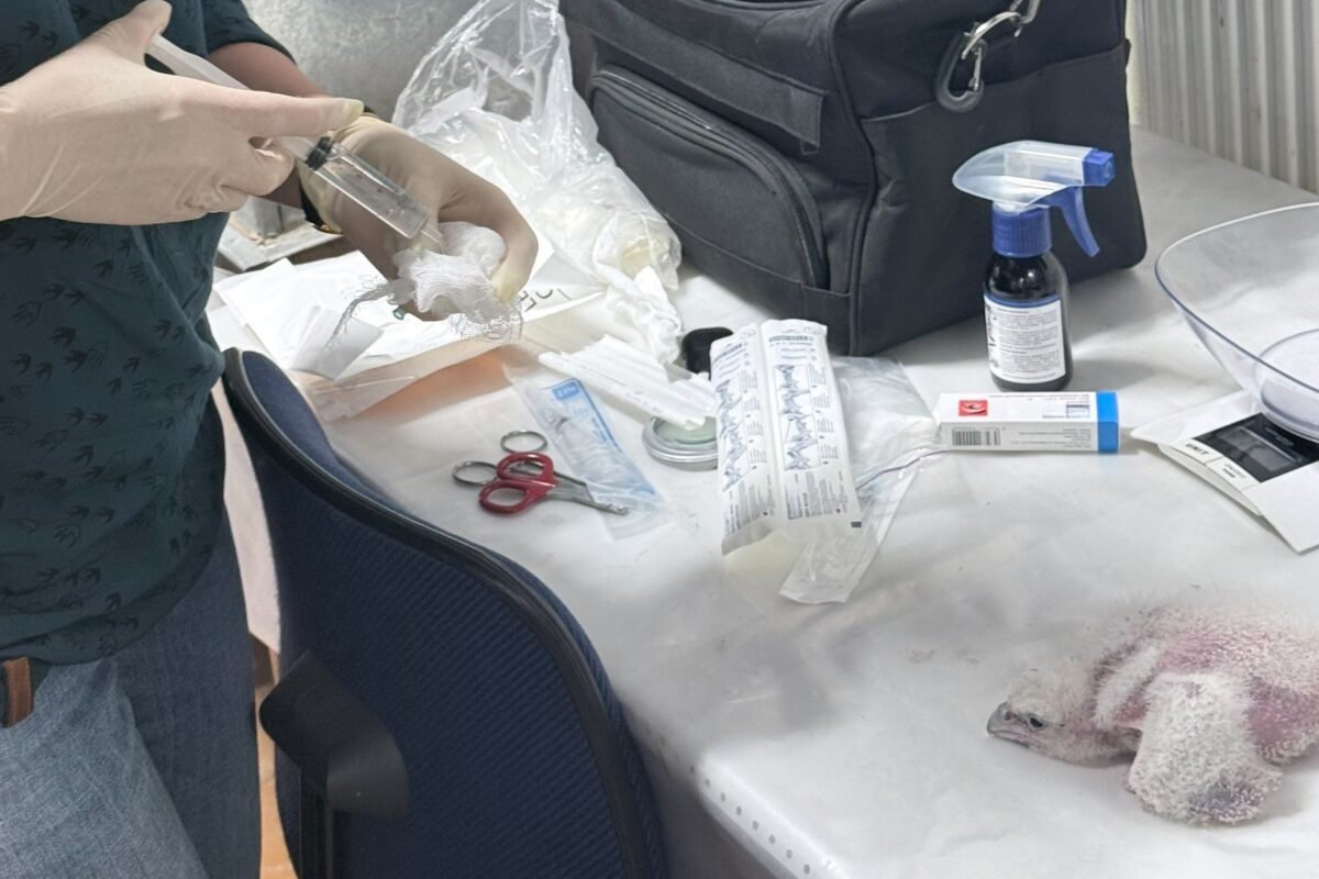 Орнитологи провели фотофиксацию и осмотр птенцов сапсанов на крыше Уралсиба