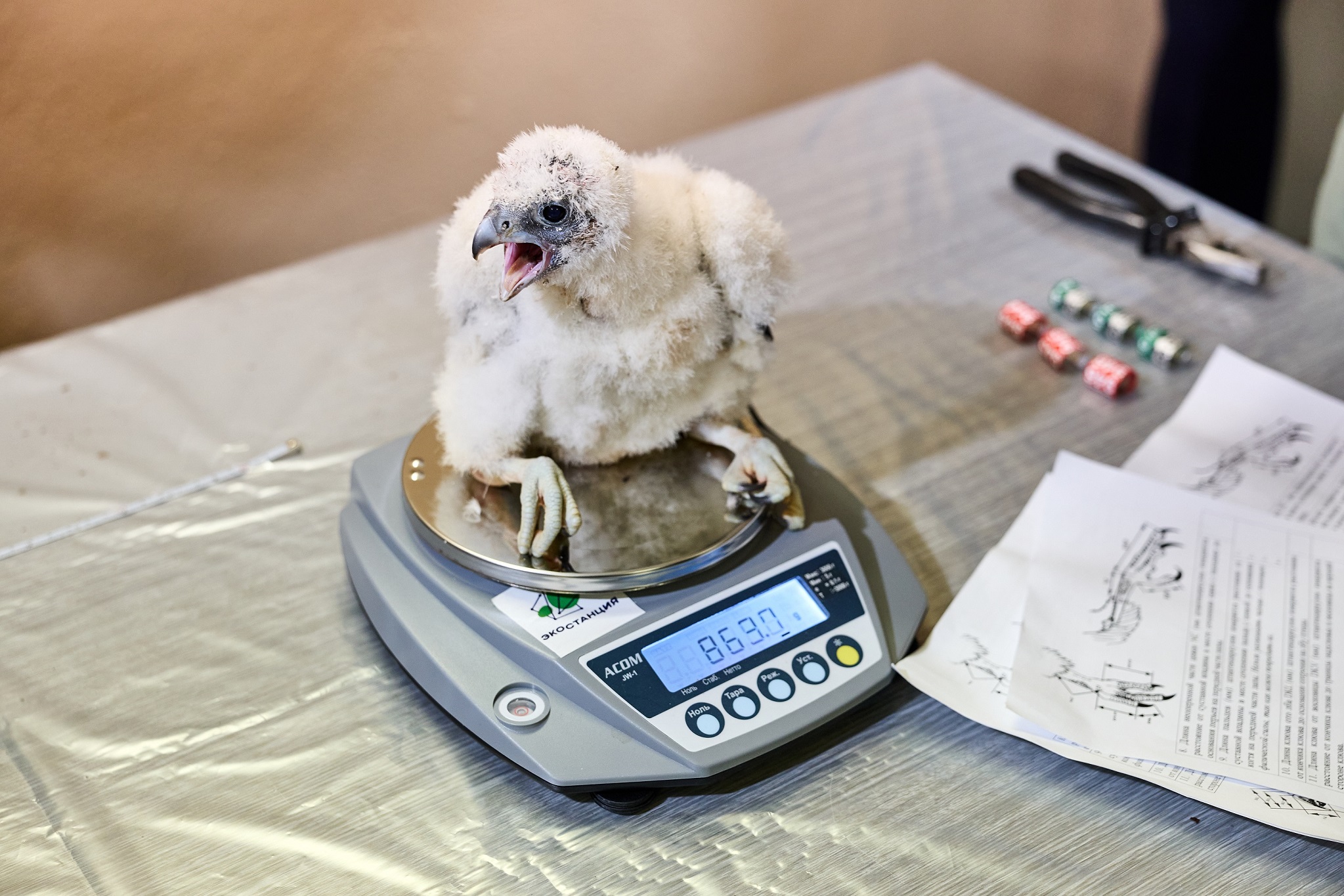 «сапсаныТри